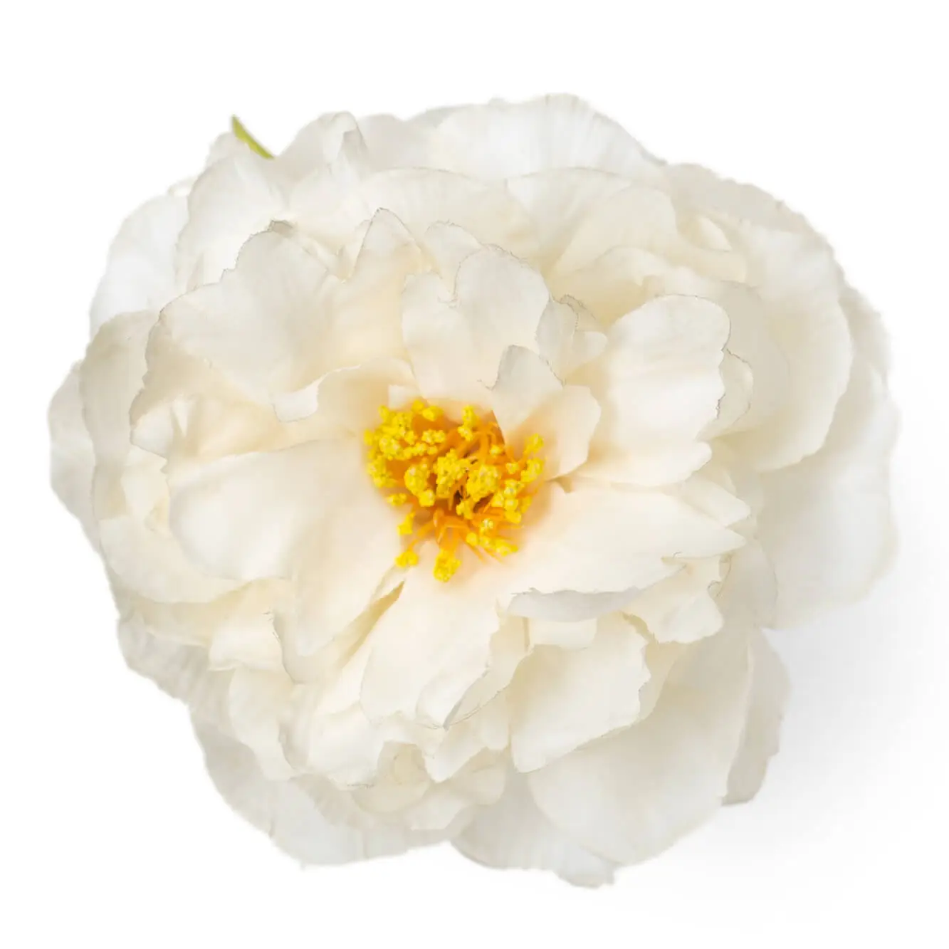 PEONIA SANLUCAR CREMA CR51